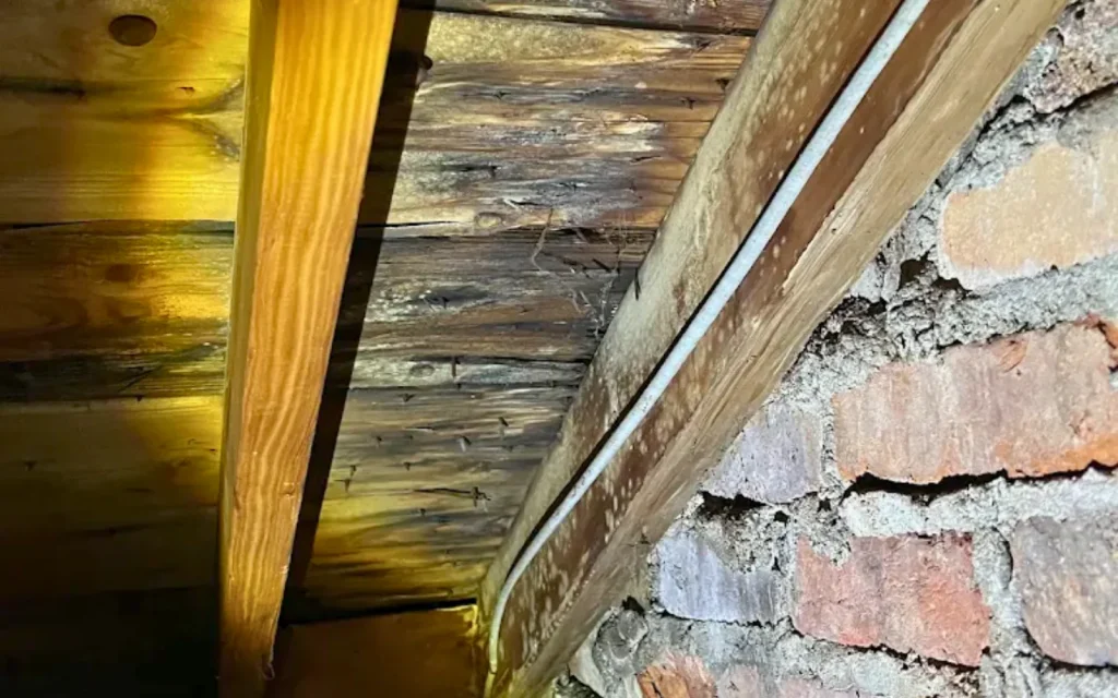 Mold growth under a roof requiring mold remediation in Lexington