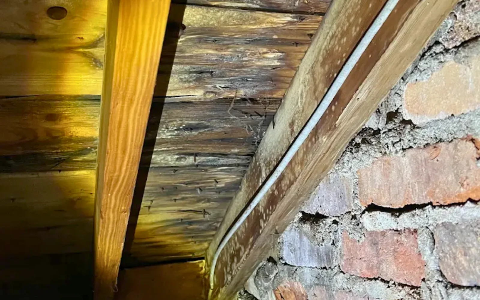 Mold growth under a roof requiring mold remediation in Lexington