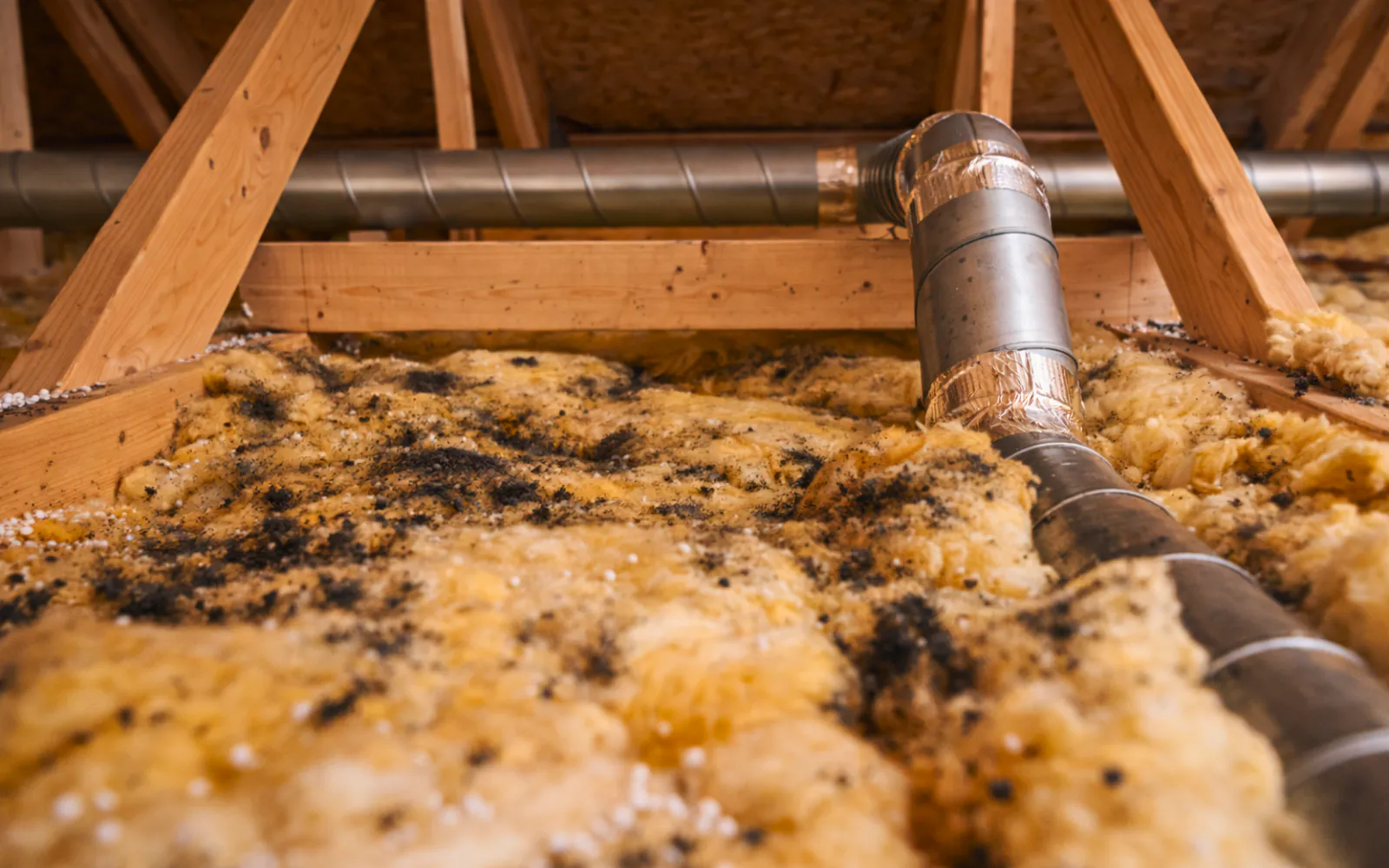 Black mold growth on insulation in an attic in Lexington