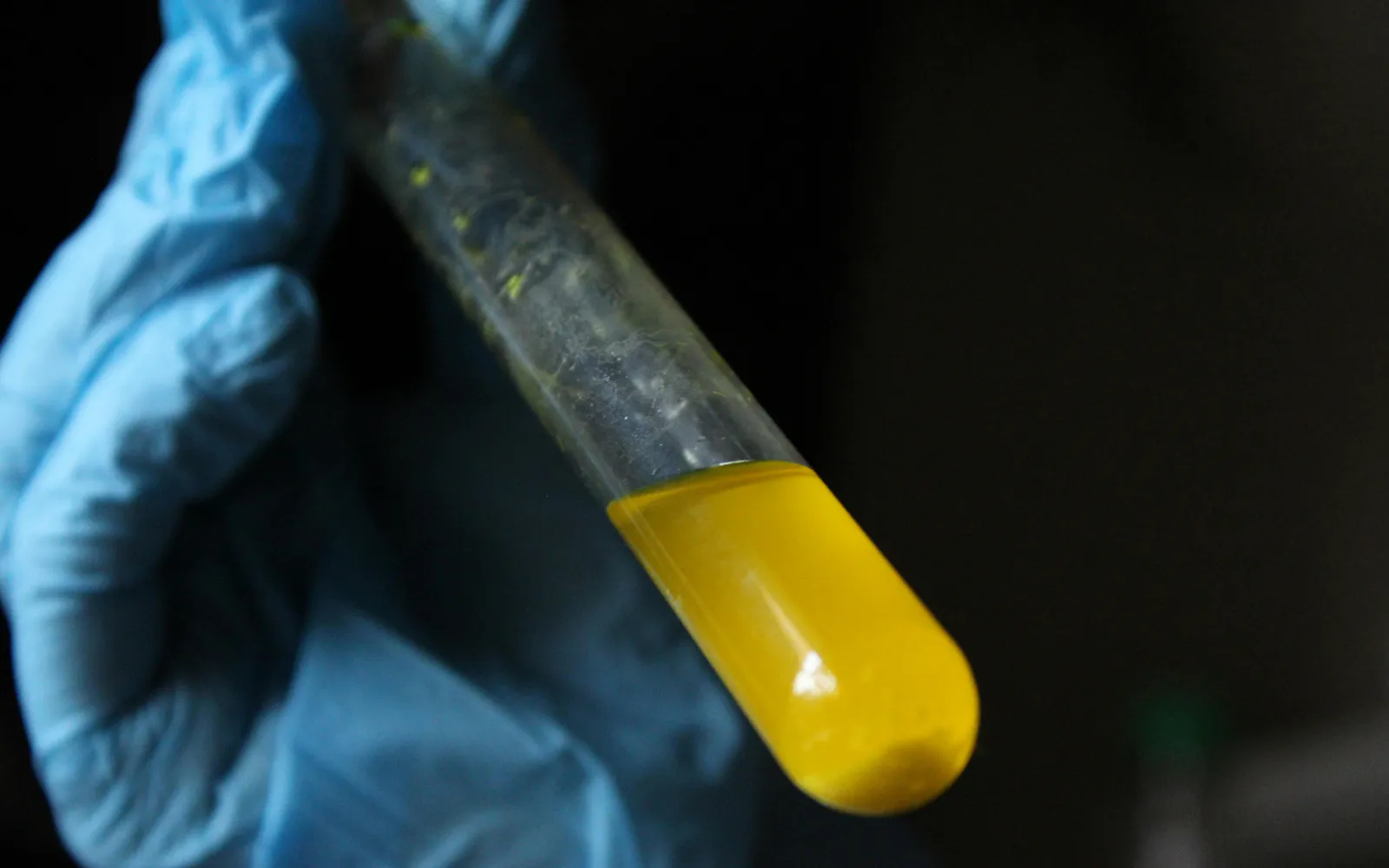 A test tube held by a lab technician, representing mycotoxin testing in Lexington, KY