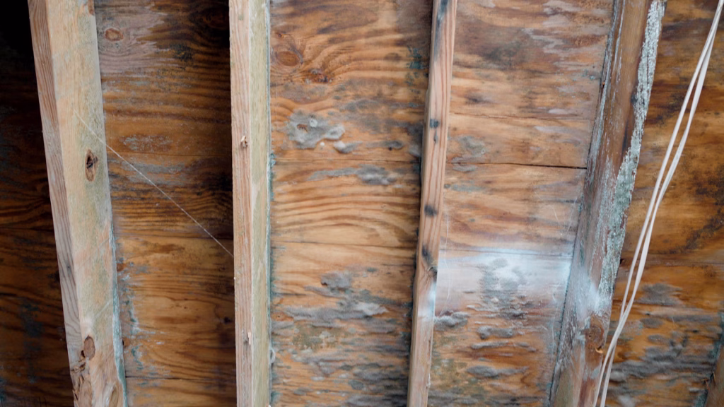 Mold growing on wooden rafter, representing the top causes of mold growth in Kentucky homes