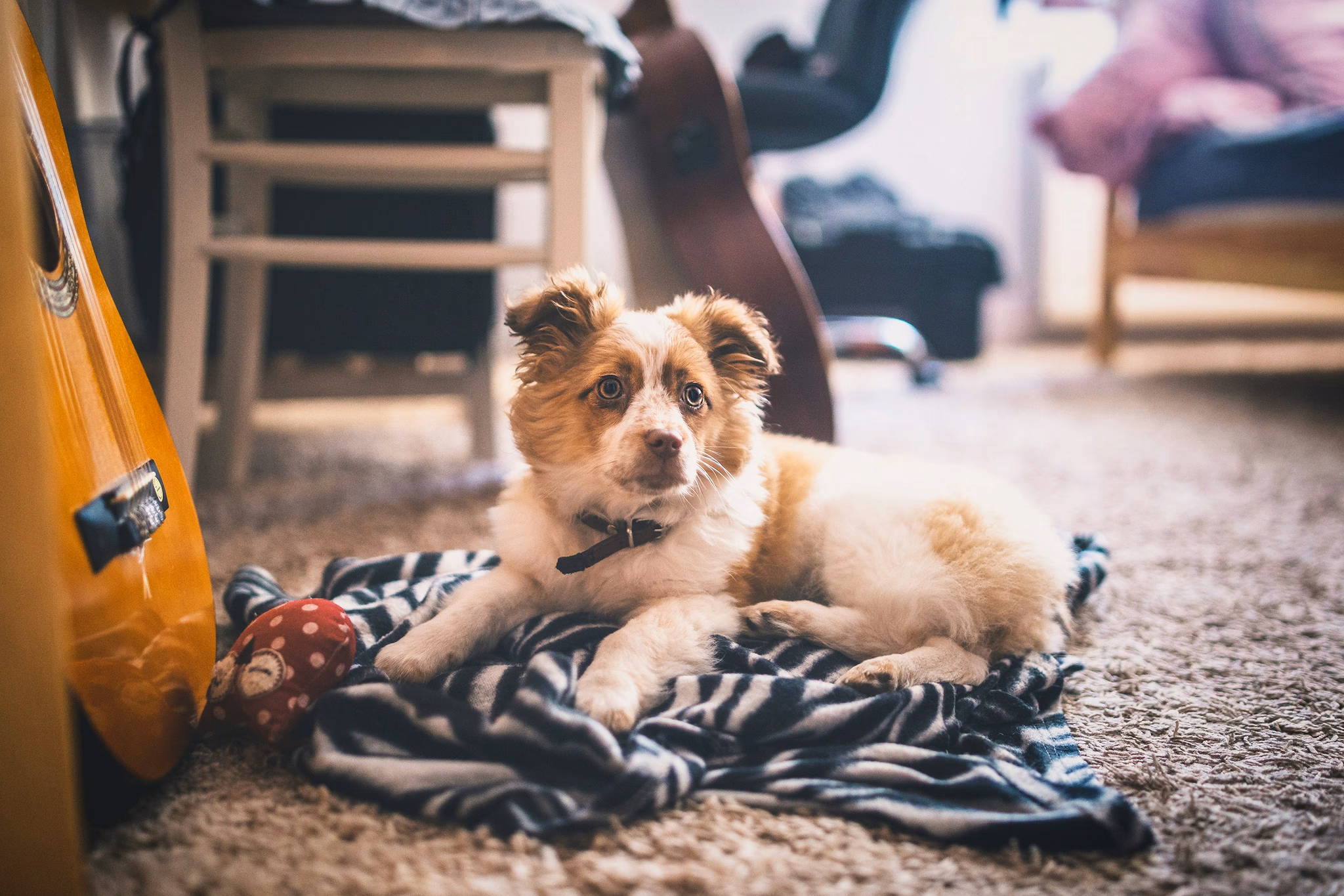 A dog on a blanket on a carpeted floor
