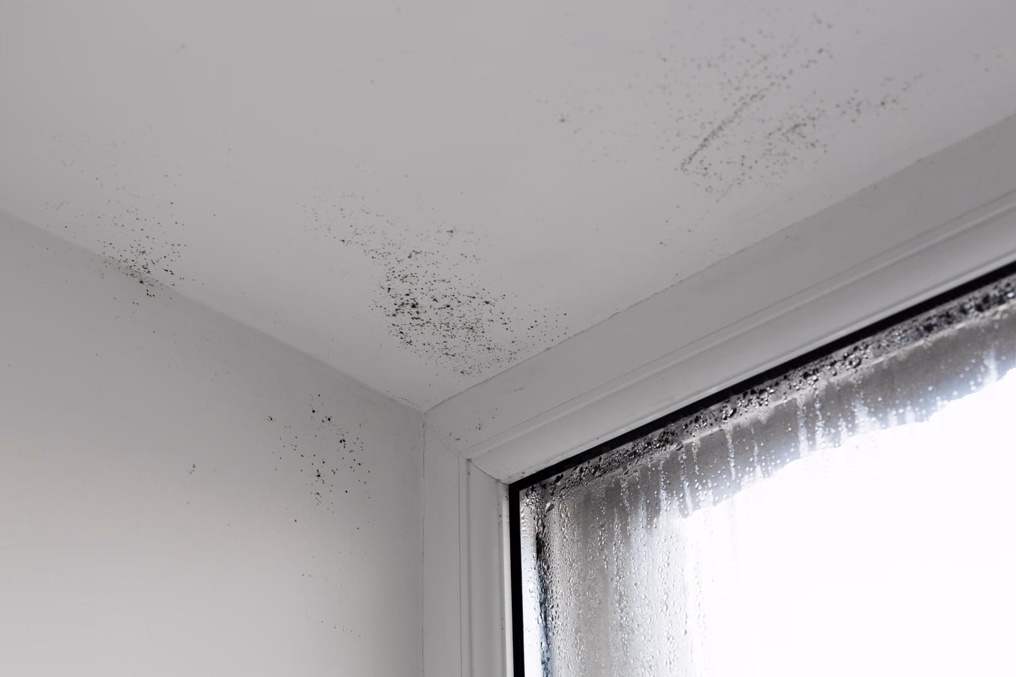 Mold growth on a ceiling