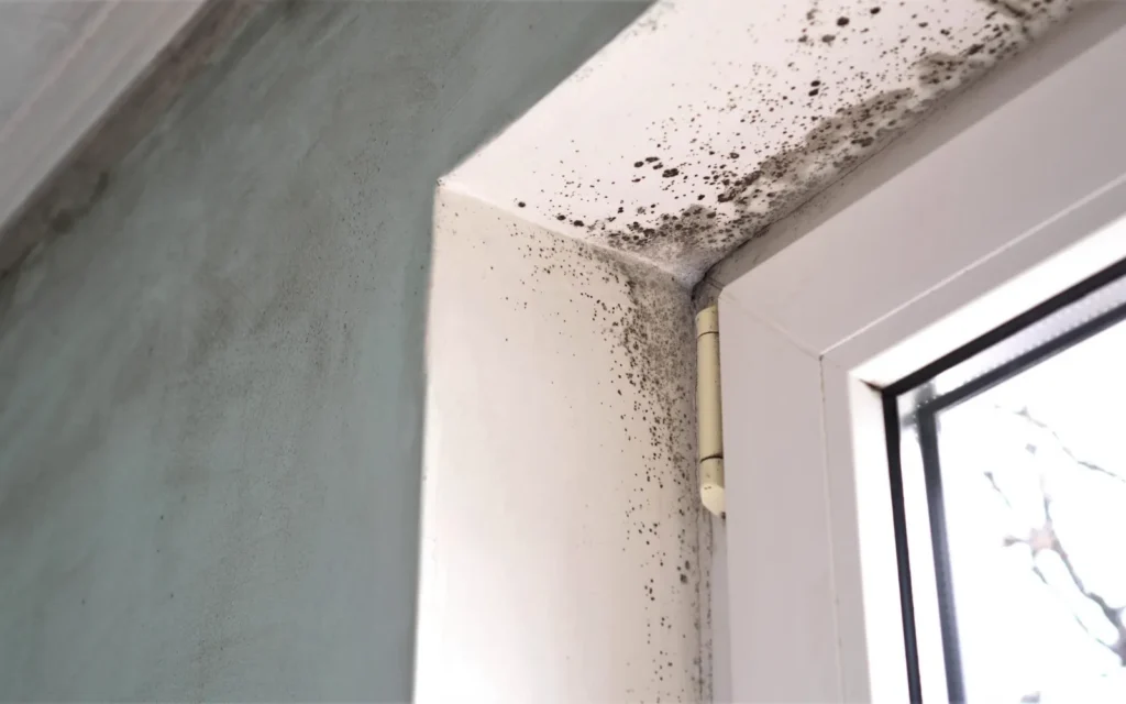 Black mold growing around a window reveal