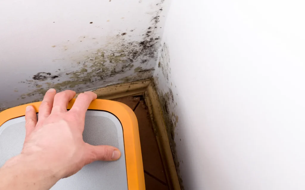 Black mold growing behind a kitchen bin