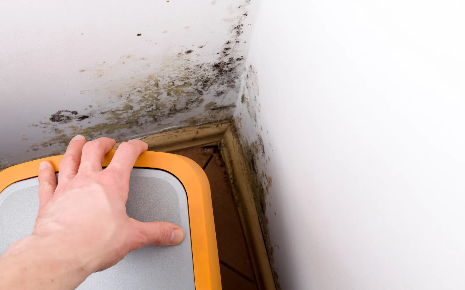 Black mold growing behind a kitchen bin