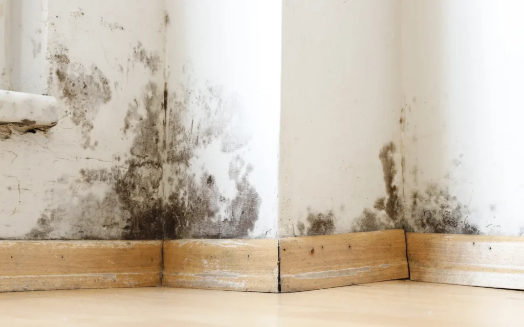 Black mold growth above a baseboard in a Lexington home