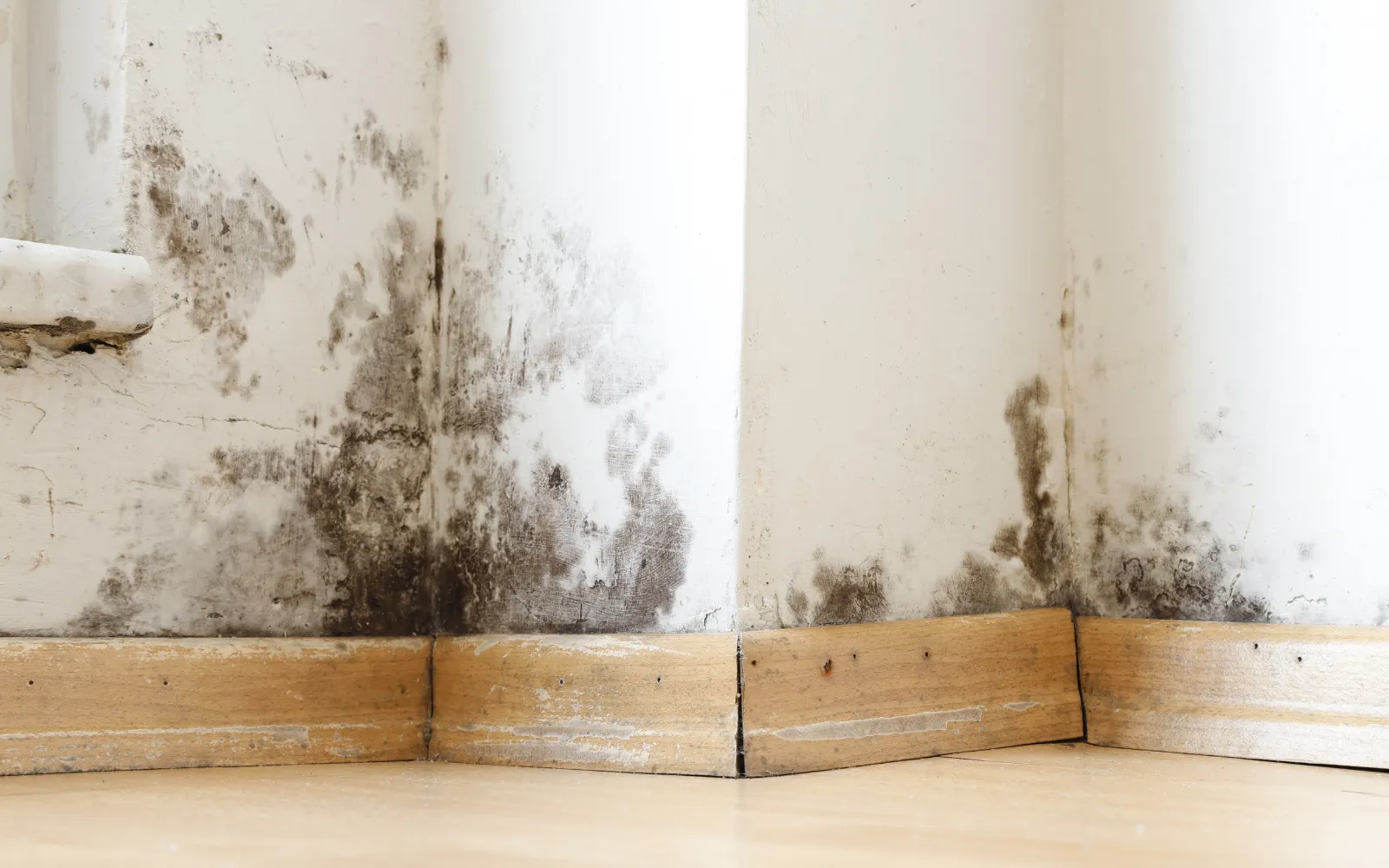 Black mold growth above a baseboard in a Lexington home