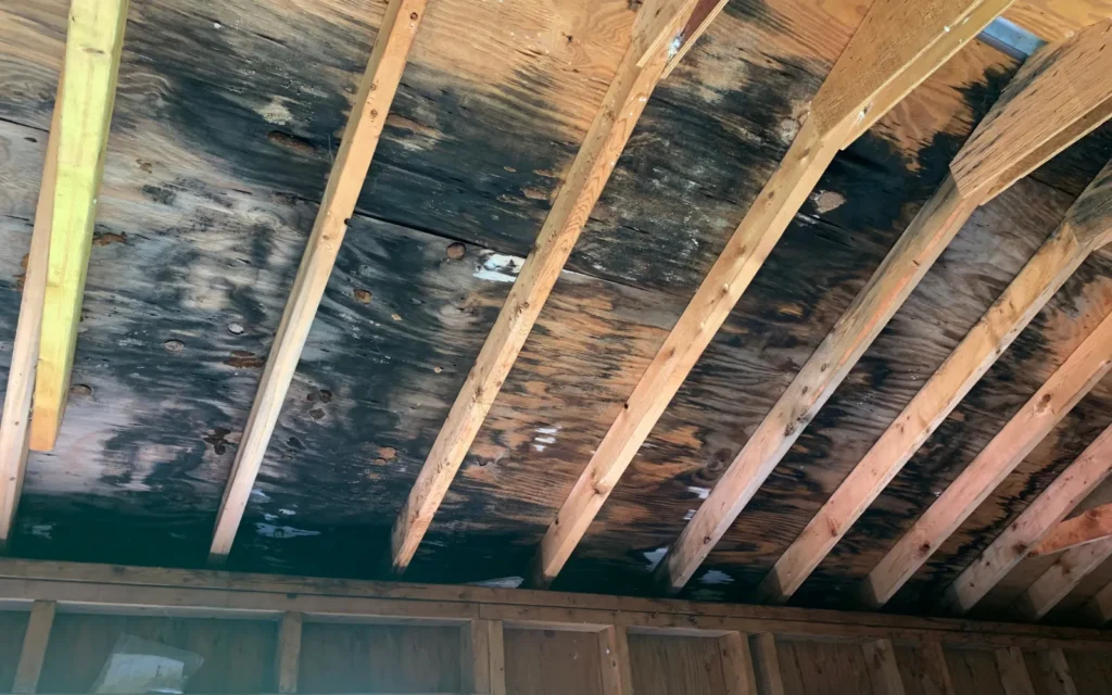 Significant mold growth on an attic roof in a Lexington home