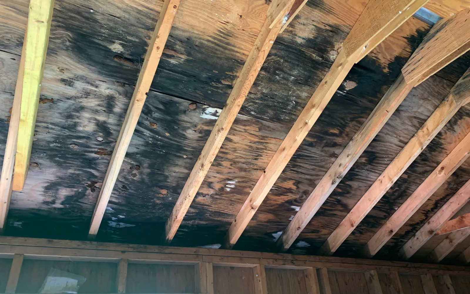 Significant mold growth on an attic roof in a Lexington home